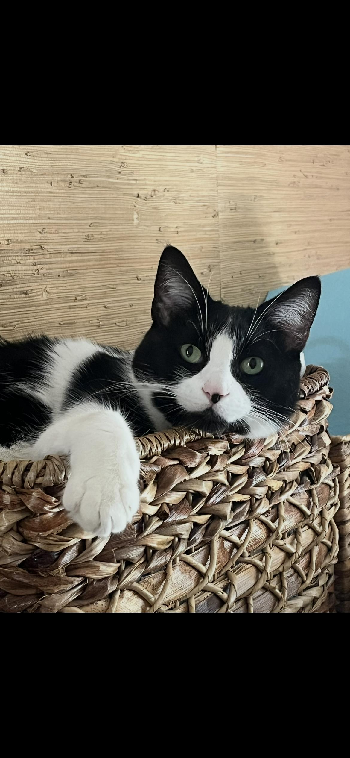 Enlarge Batman, a Adopted Domestic Short Hair in Weatherford, TX image 1/6