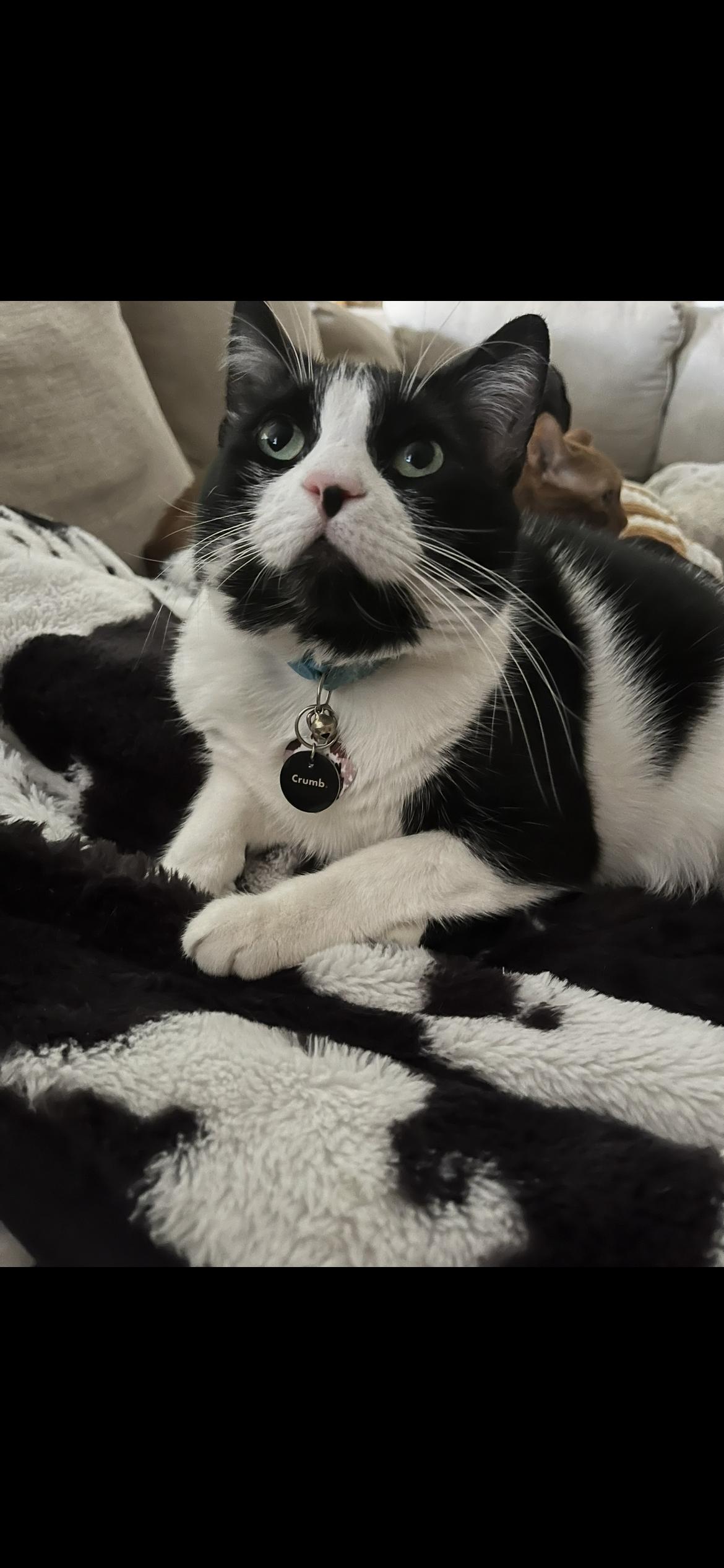 Enlarge Batman, a Adopted Domestic Short Hair in Weatherford, TX image 5/6