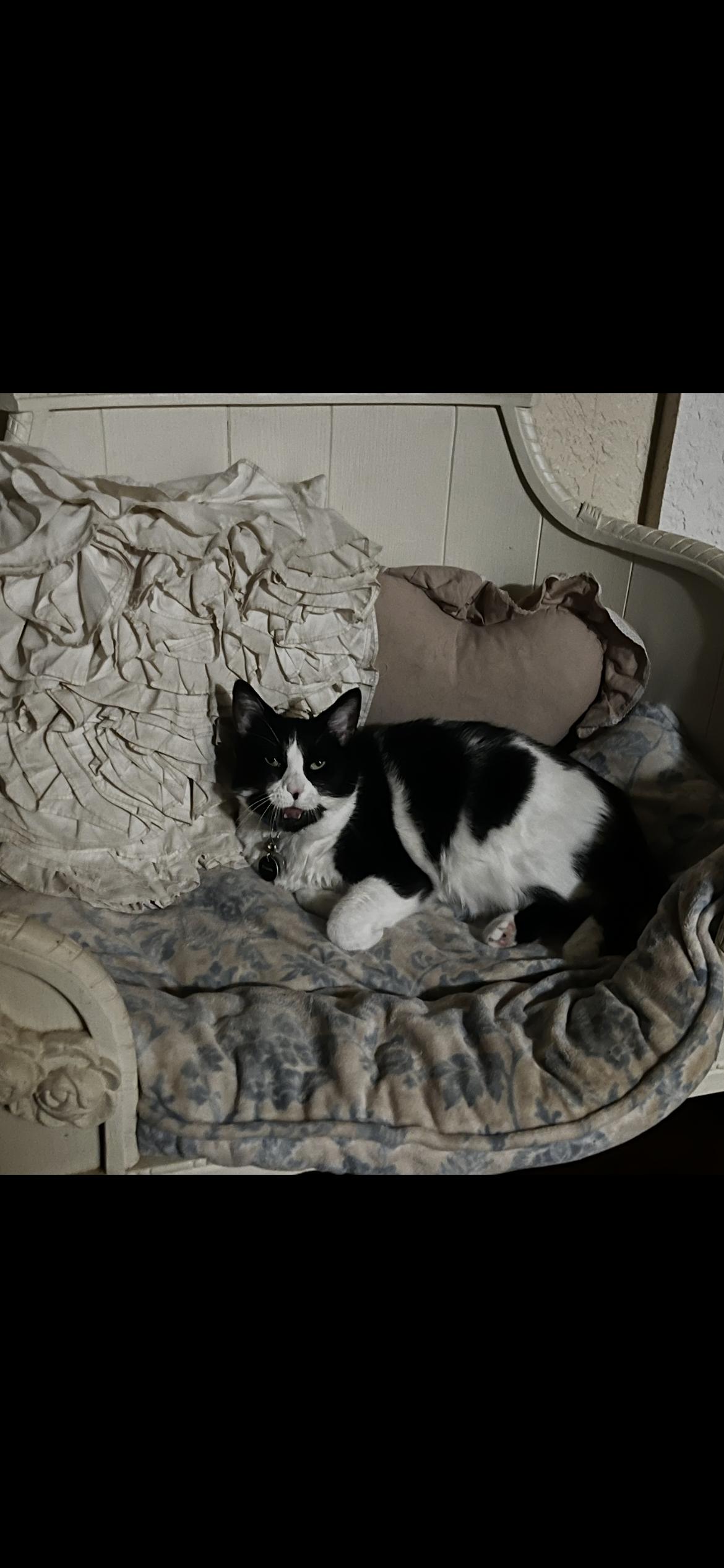 Enlarge Batman, a Adopted Domestic Short Hair in Weatherford, TX image 6/6