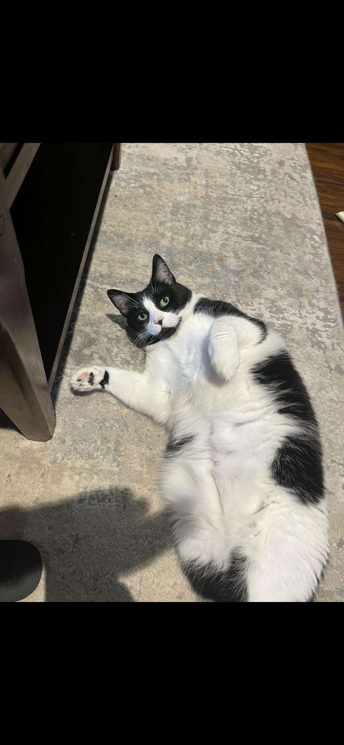 Enlarge Batman, a Adopted Domestic Short Hair in Weatherford, TX image 2/6