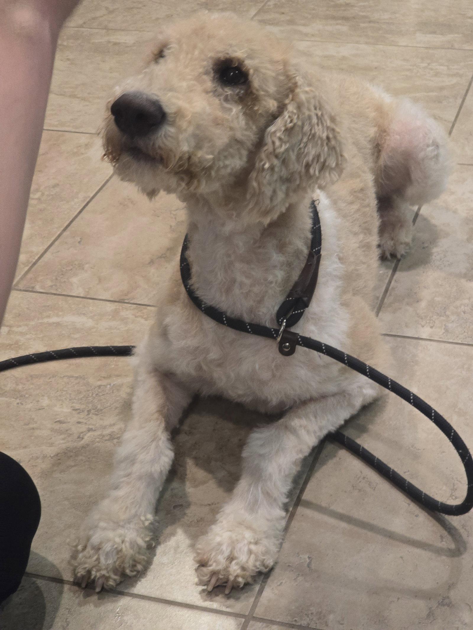 Rocky, Adoptable, Young Male Standard Poodle.