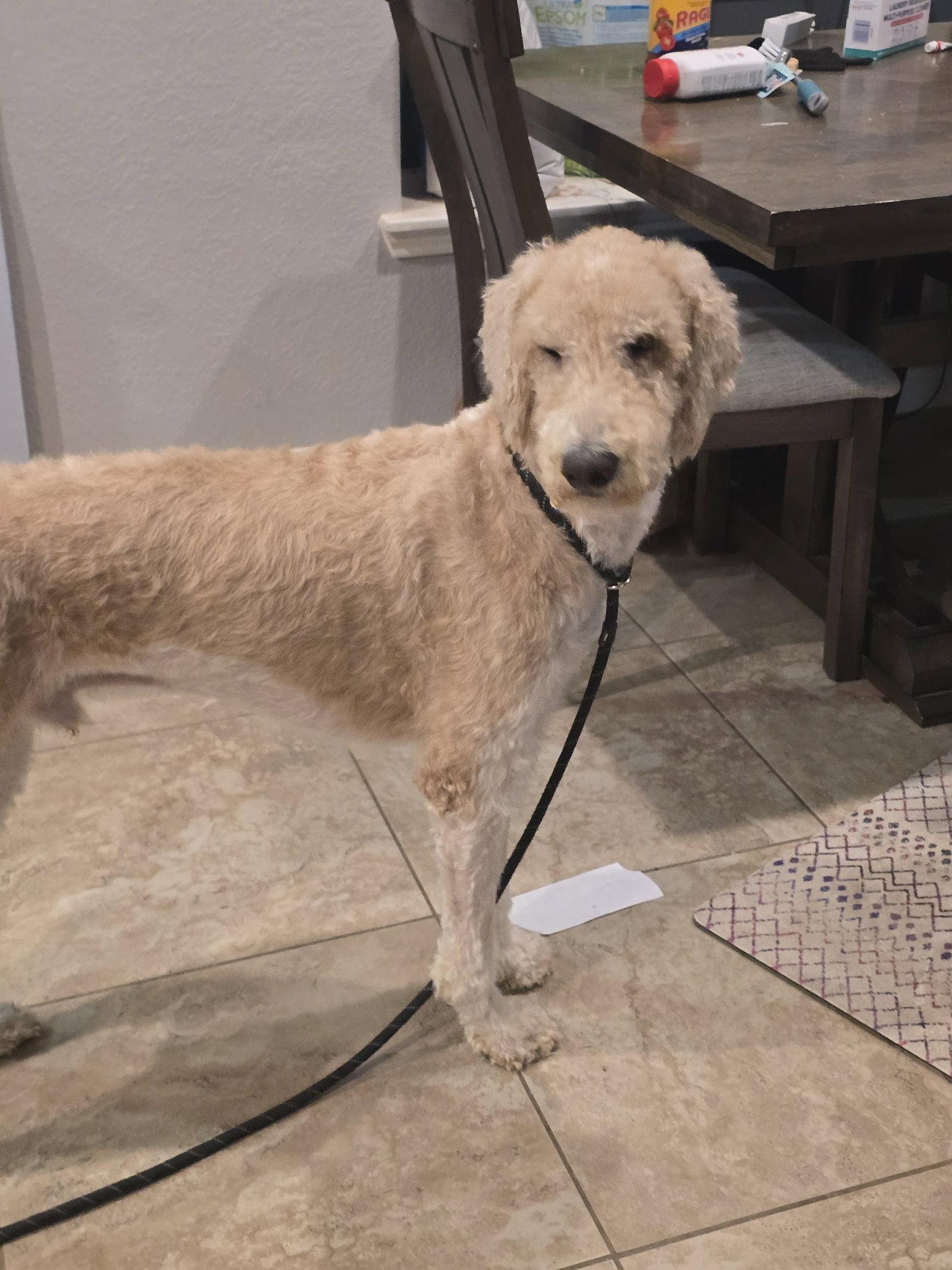 Enlarge Rocky, a Adoptable Standard Poodle in Rosenberg, TX image 2/2