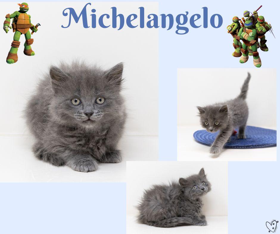 Michelangelo, an adopted Tabby in Trophy Club, TX image 6/6
