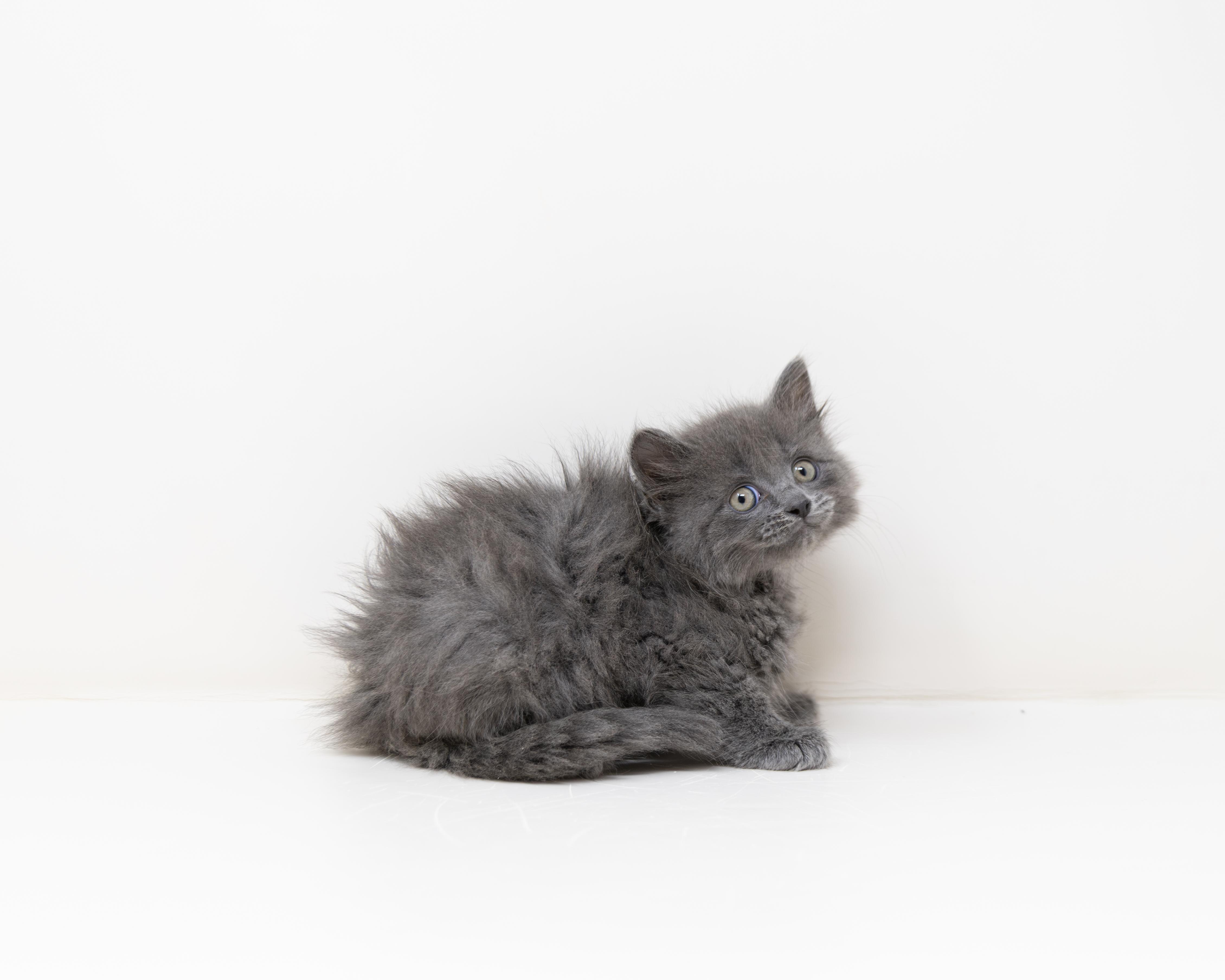 Michelangelo, an adopted Tabby in Trophy Club, TX image 5/6