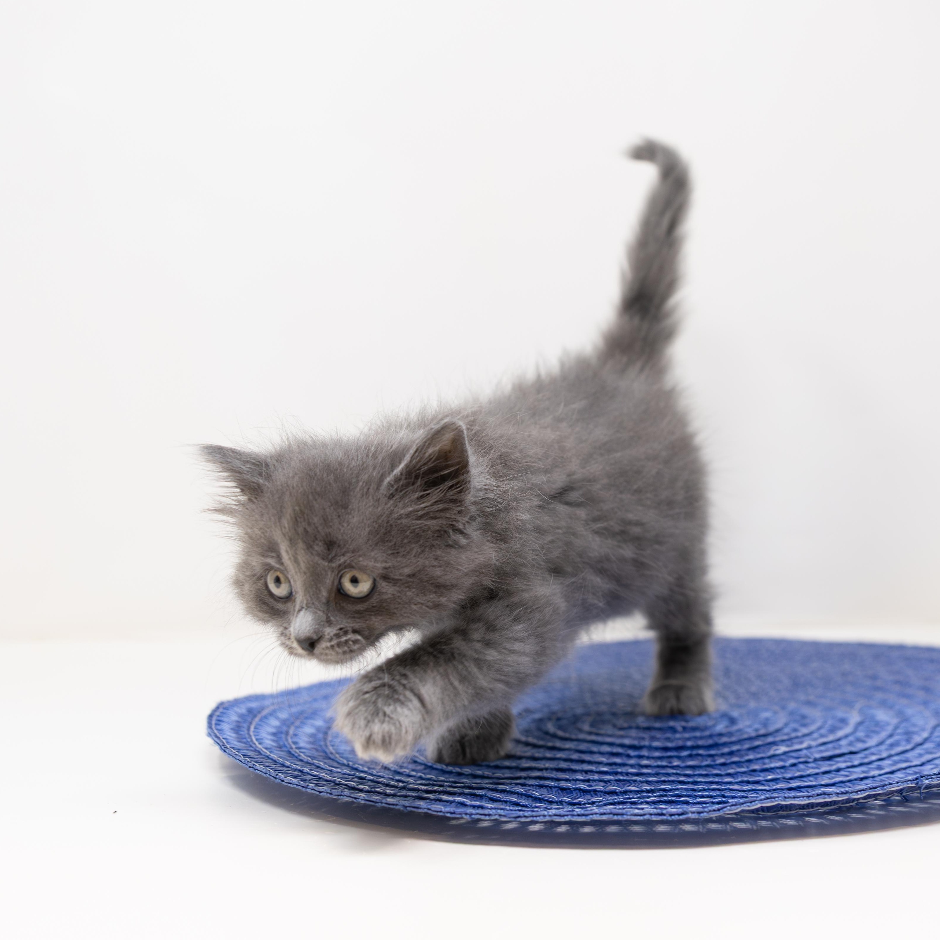 Michelangelo, an adopted Tabby in Trophy Club, TX image 2/6