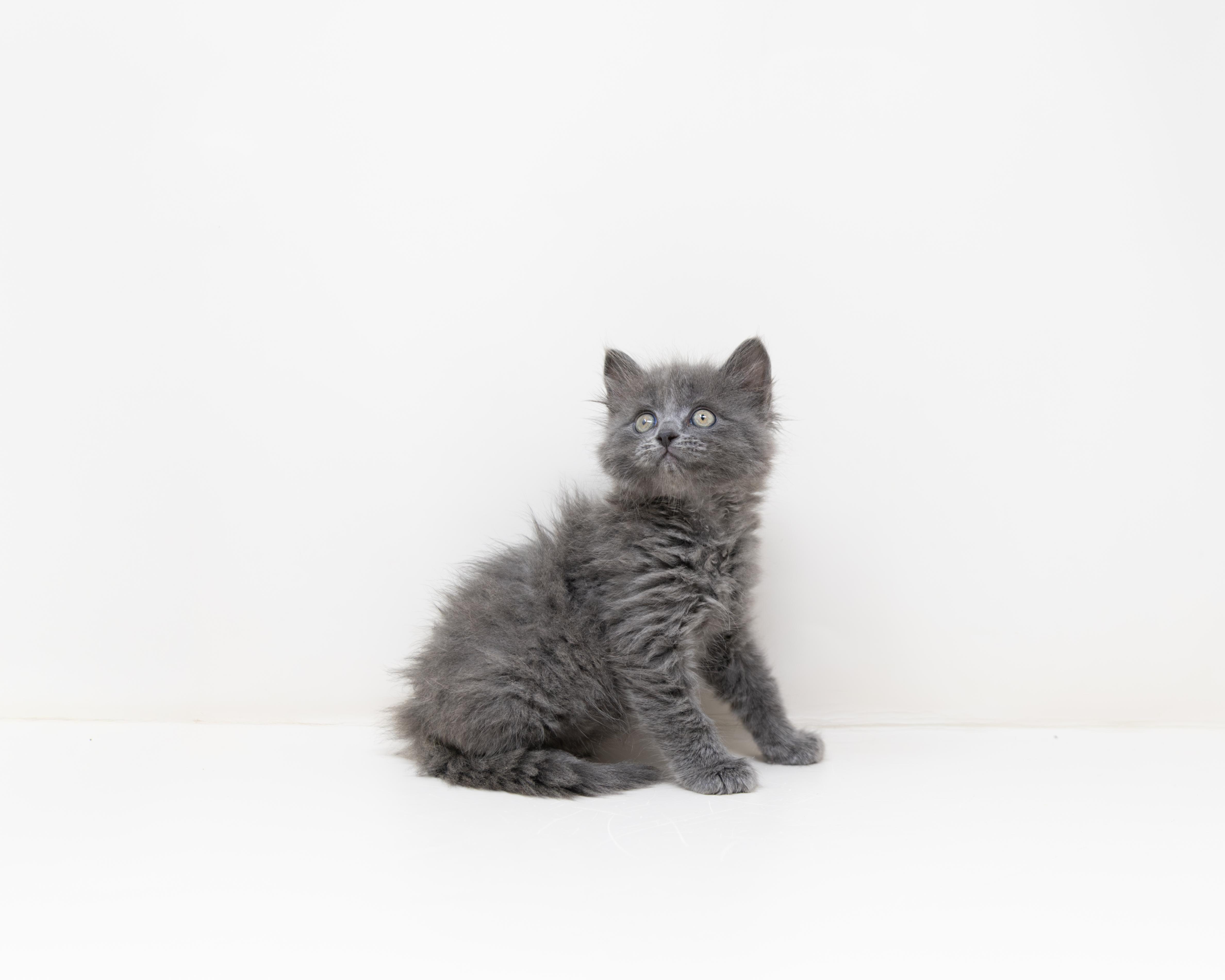 Michelangelo, an adopted Tabby in Trophy Club, TX image 3/6