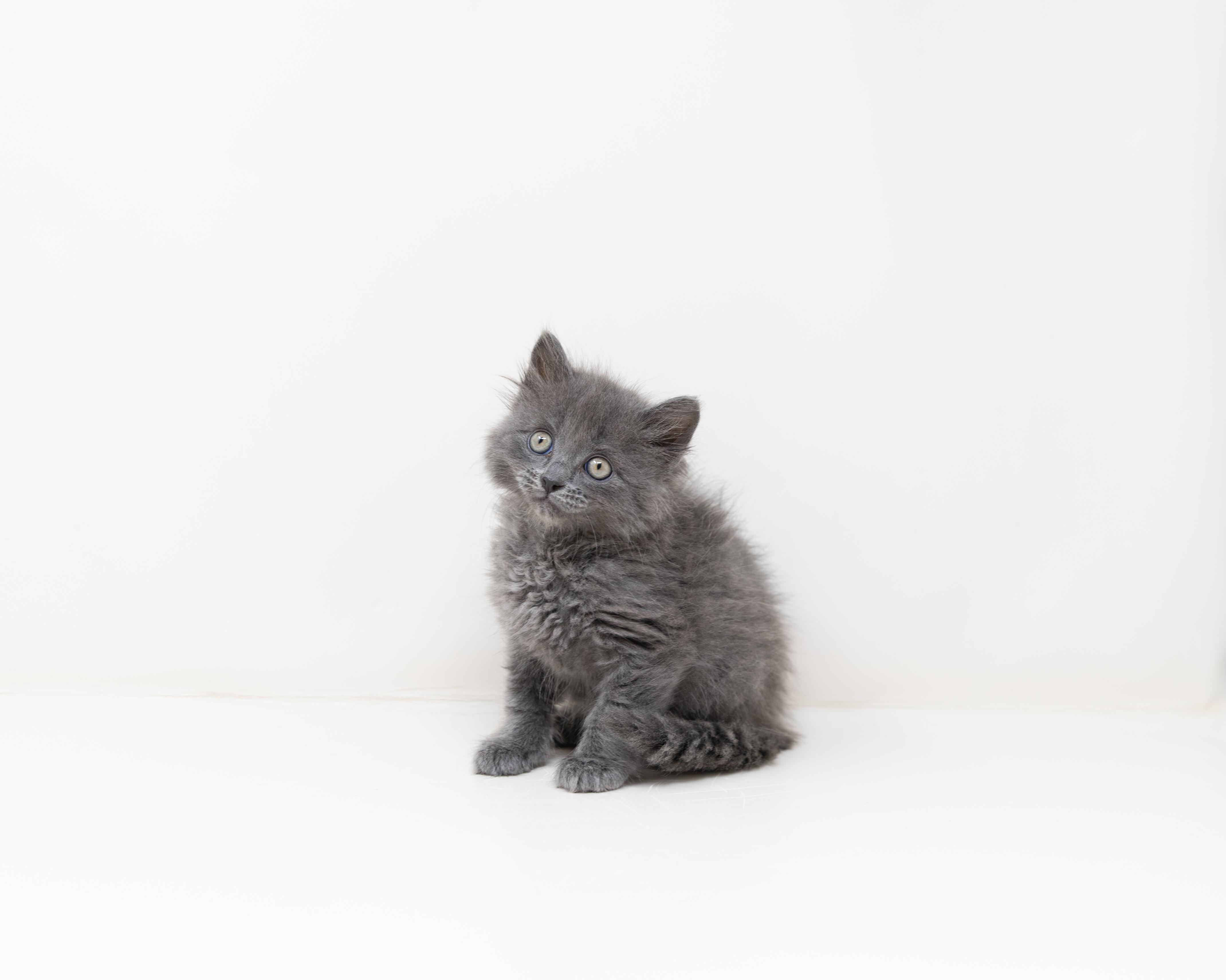 Michelangelo, an adopted Tabby in Trophy Club, TX image 4/6