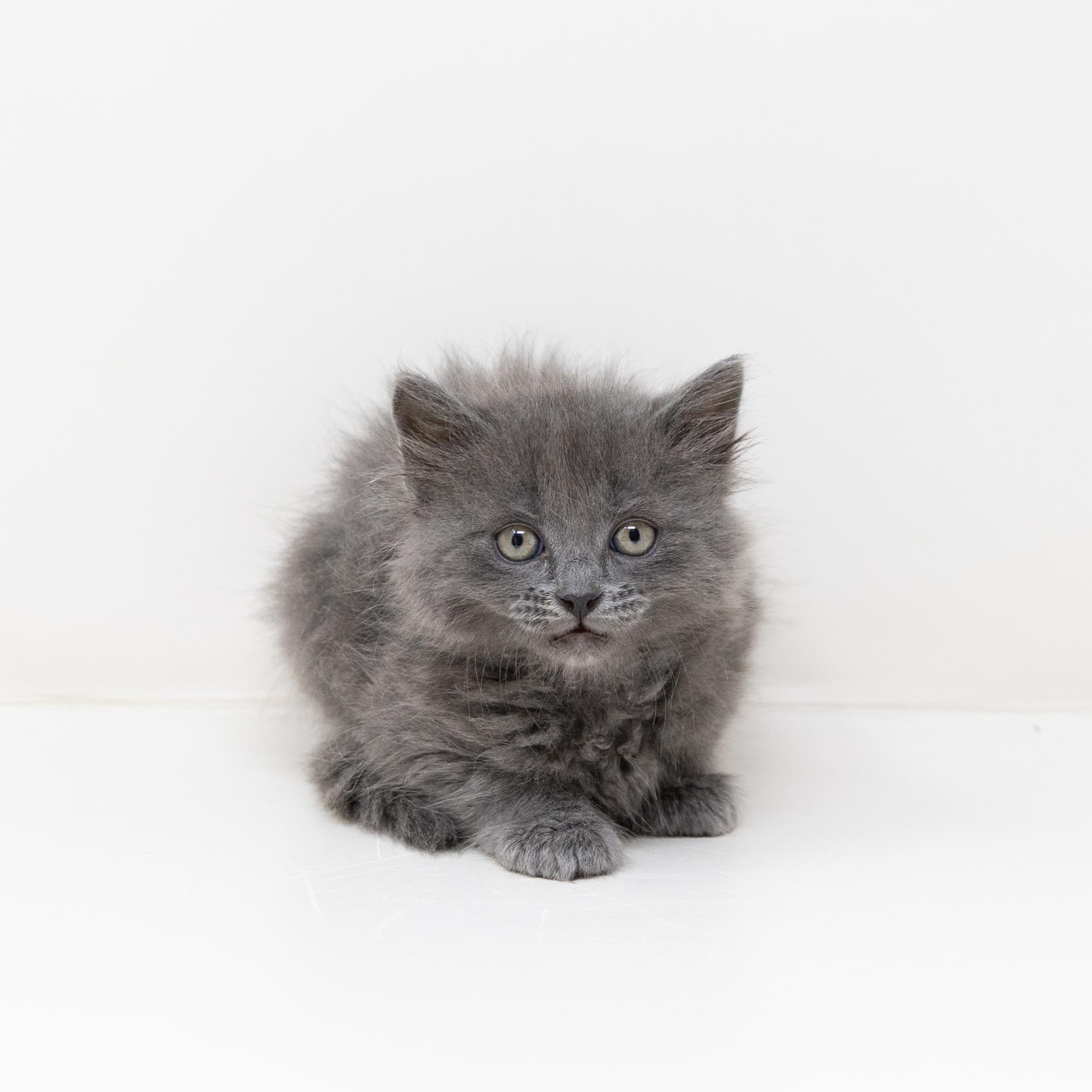 Michelangelo, an adopted Tabby in Trophy Club, TX image 1/6