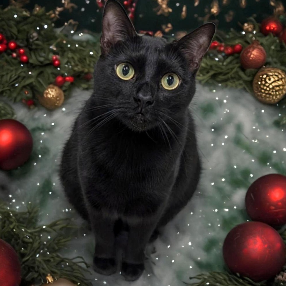 Enlarge Misty Blue , a Adoptable American Shorthair in West Palm Beach, FL image 2/6