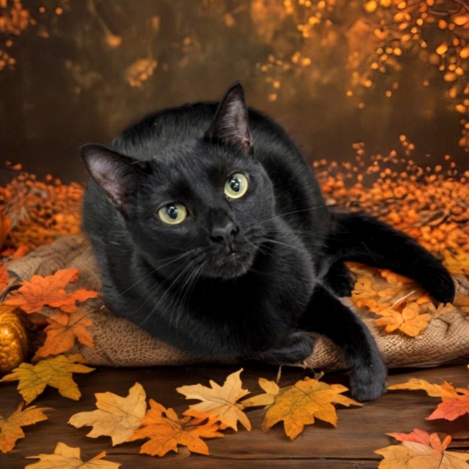 Enlarge Misty Blue , a Adoptable American Shorthair in West Palm Beach, FL image 6/6