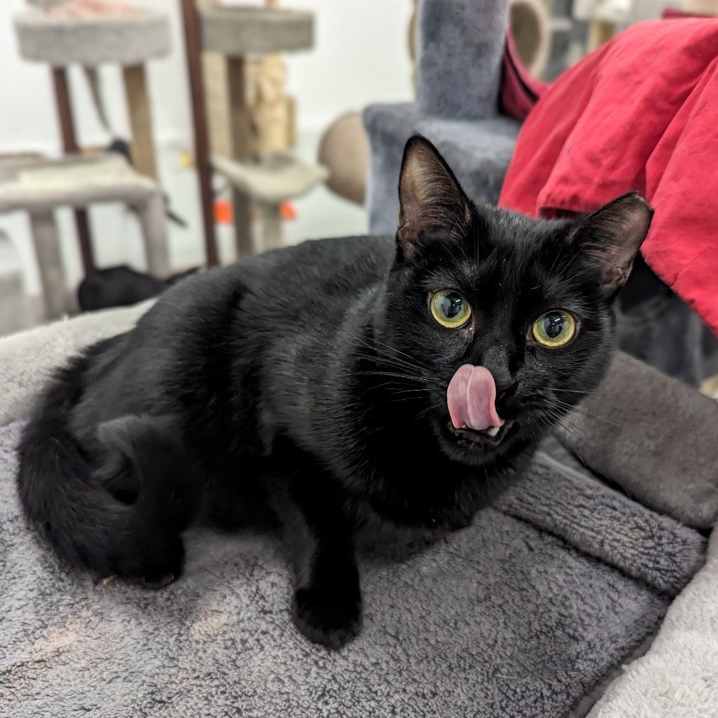 Enlarge Misty Blue , a Adoptable American Shorthair in West Palm Beach, FL image 3/6