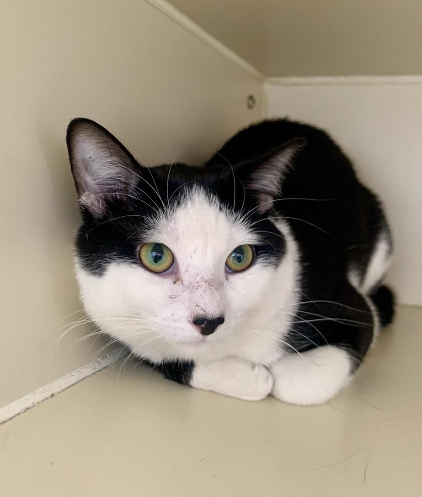 Jack, Adoptable, Young Male Domestic Short Hair & Domestic Short Hair.