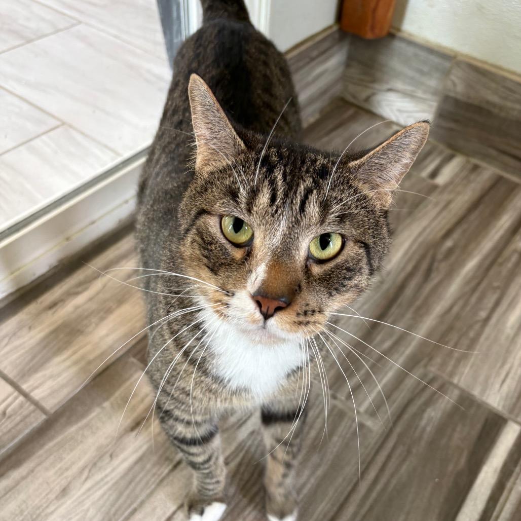 KJ, Adoptable, Adult Male Domestic Short Hair.
