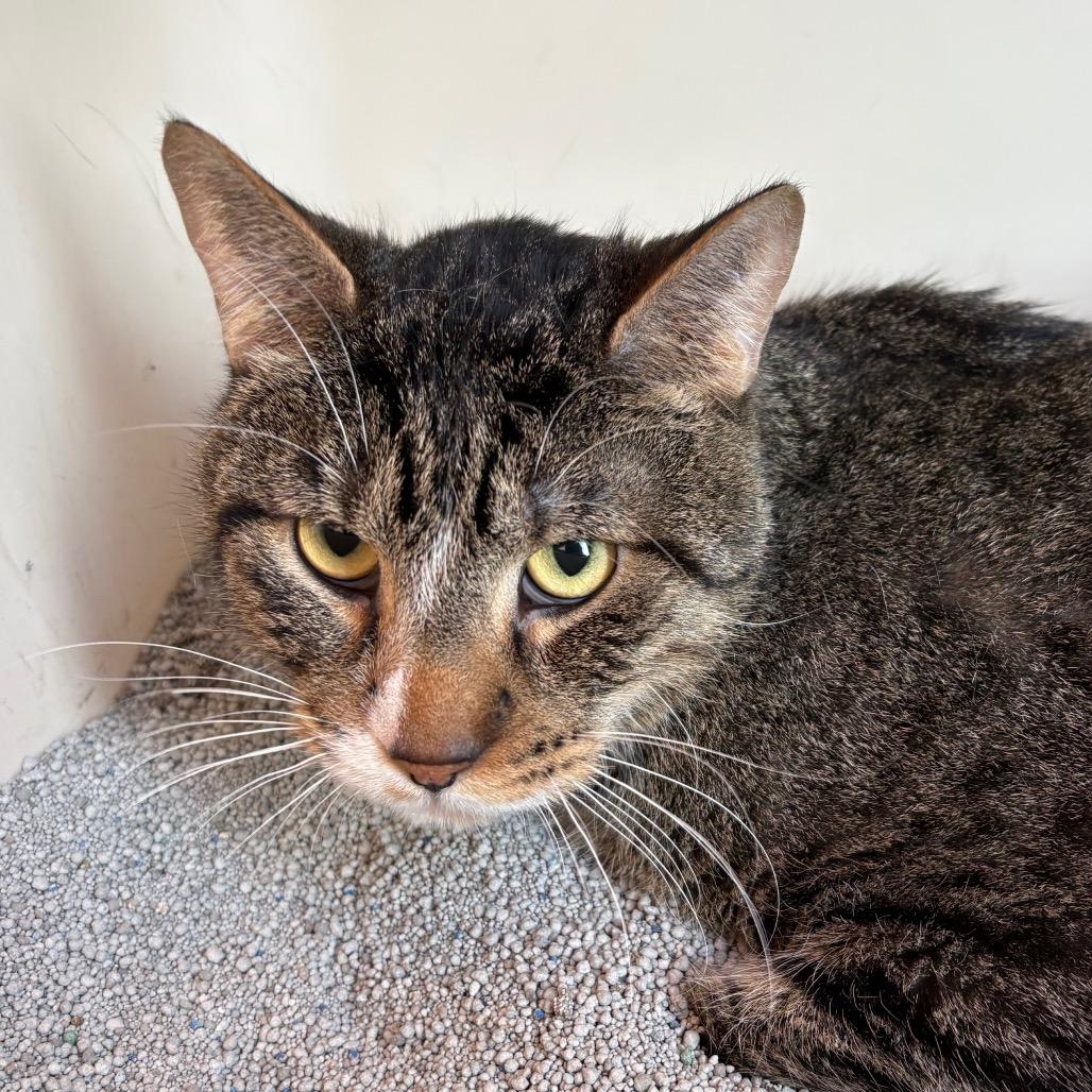 KJ, Adoptable, Adult Male Domestic Short Hair.