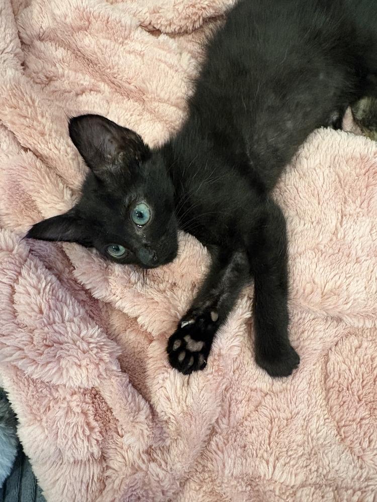 War Hammer, Adoptable, Kitten Male Bombay & Domestic Short Hair.