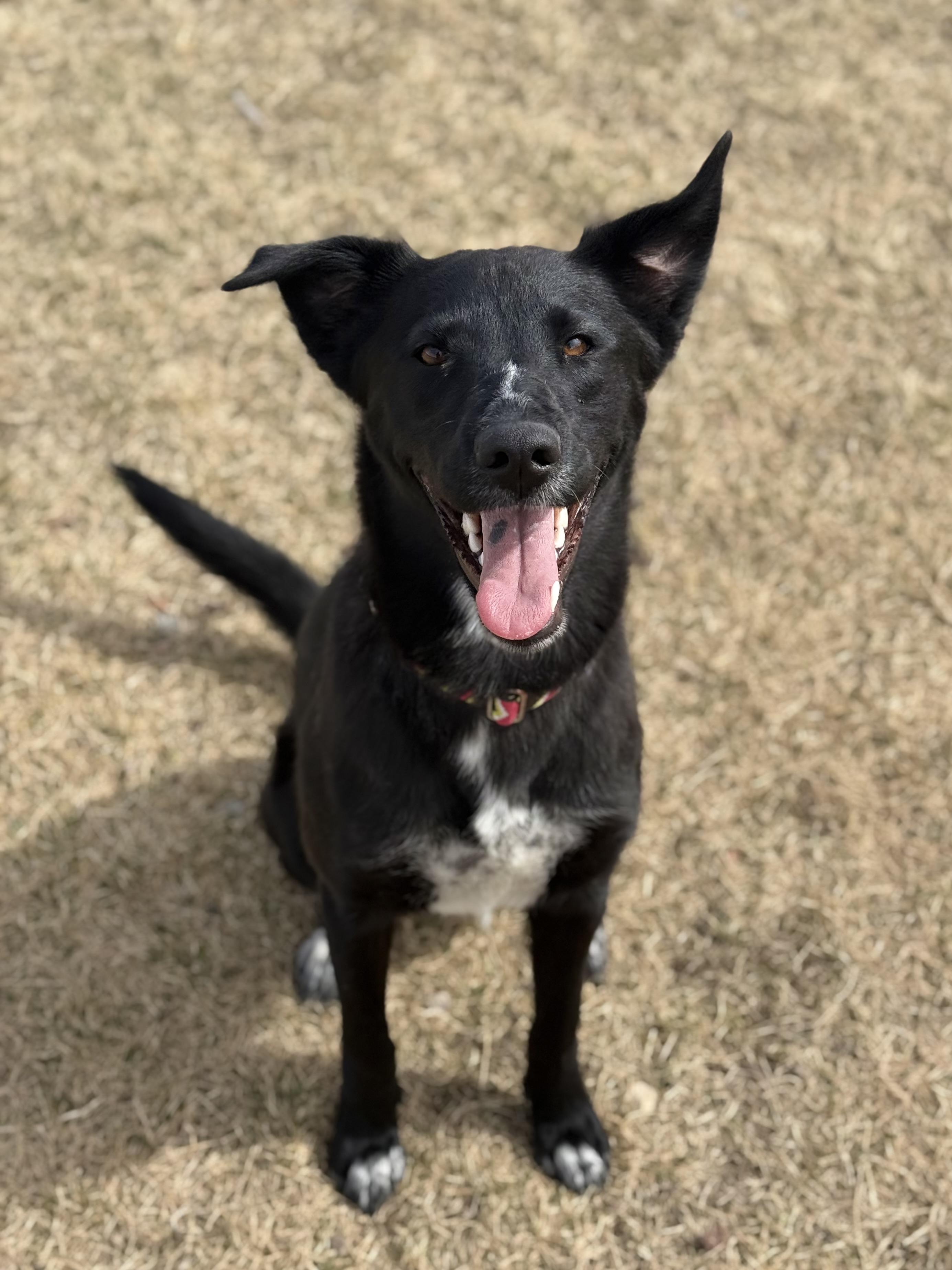 Enlarge Kiara, an adoptable mixed breed in Eagle, CO image 1/6