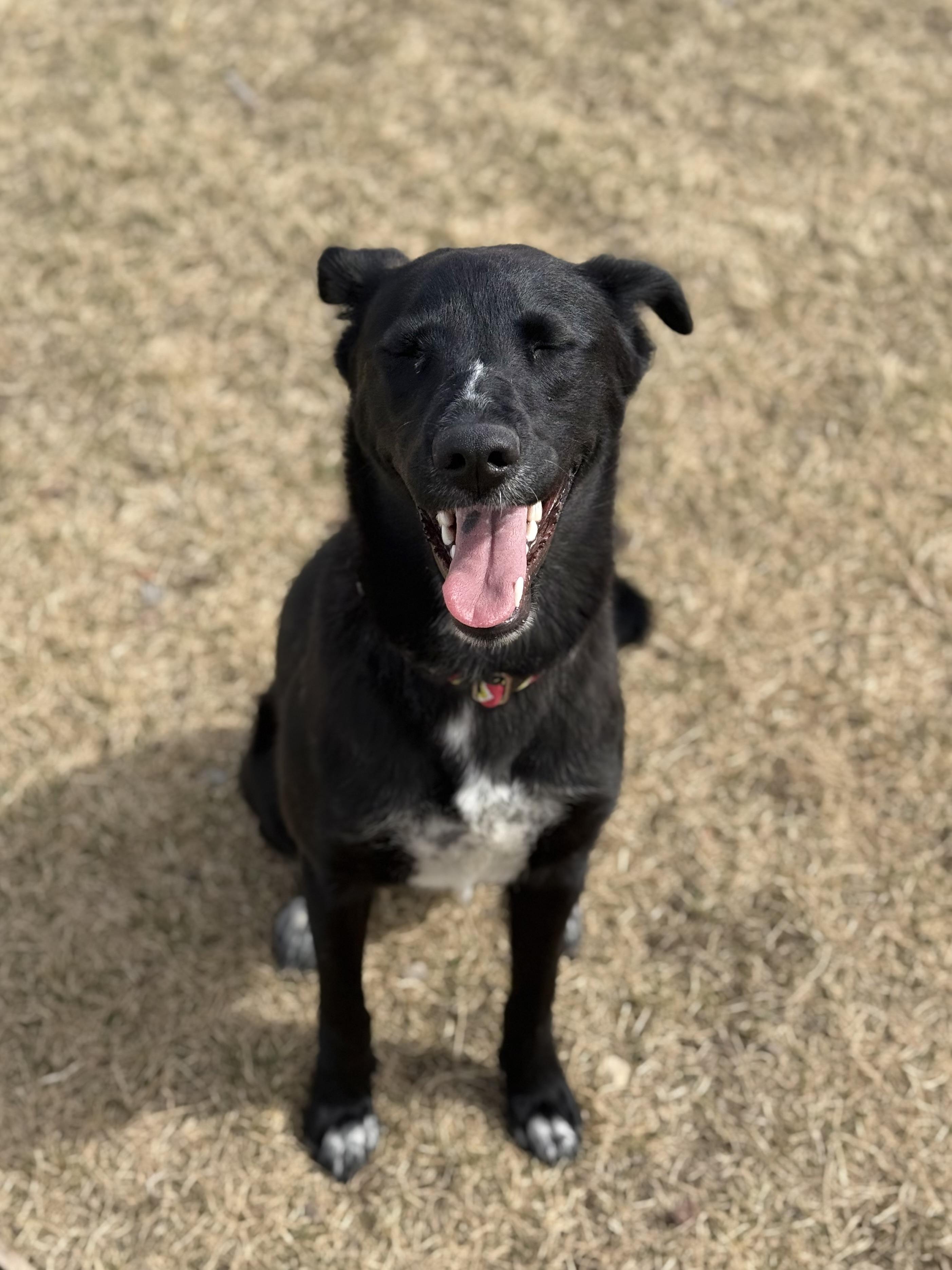 Enlarge Kiara, an adoptable mixed breed in Eagle, CO image 3/6