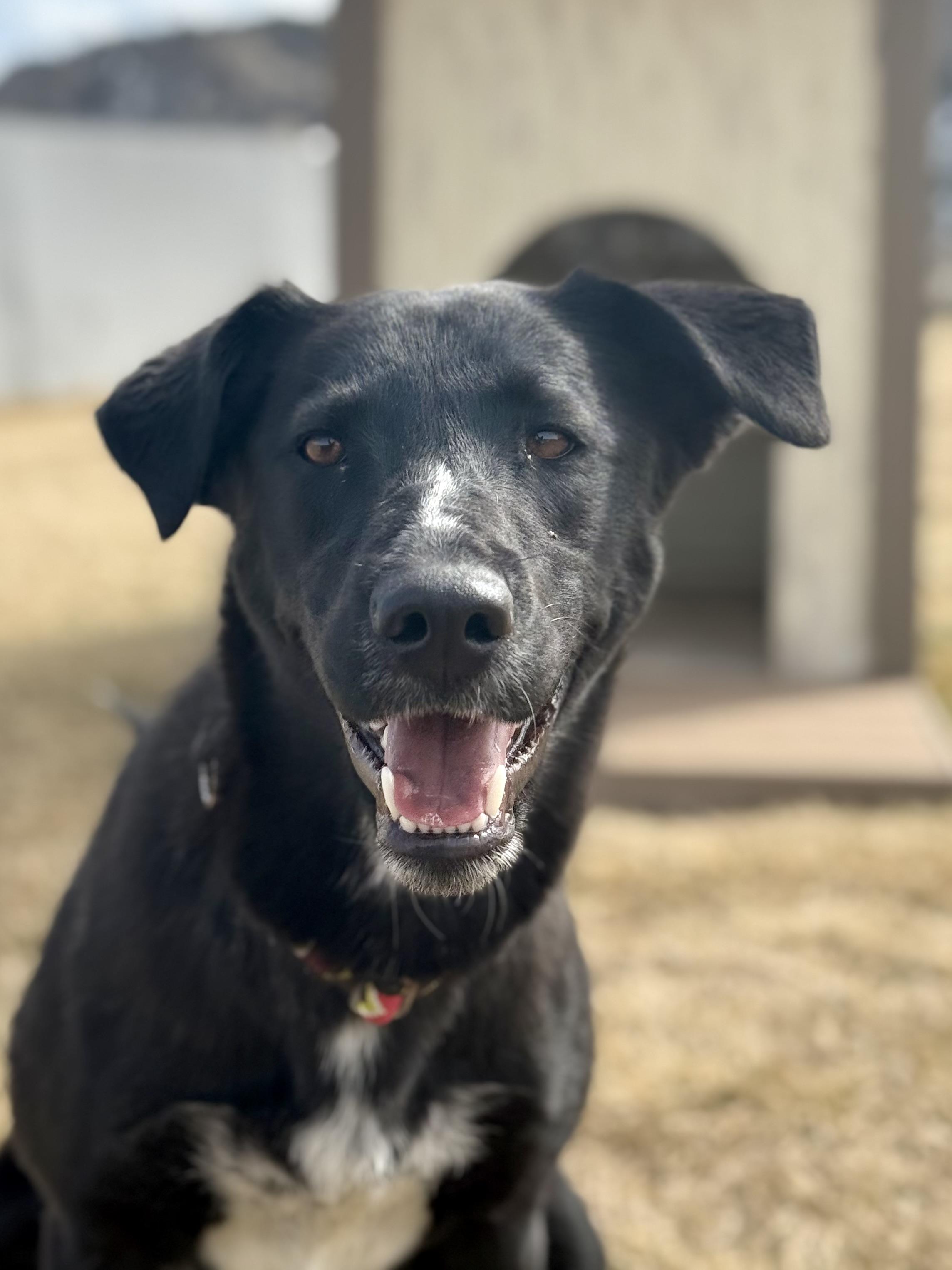 Enlarge Kiara, an adoptable mixed breed in Eagle, CO image 6/6