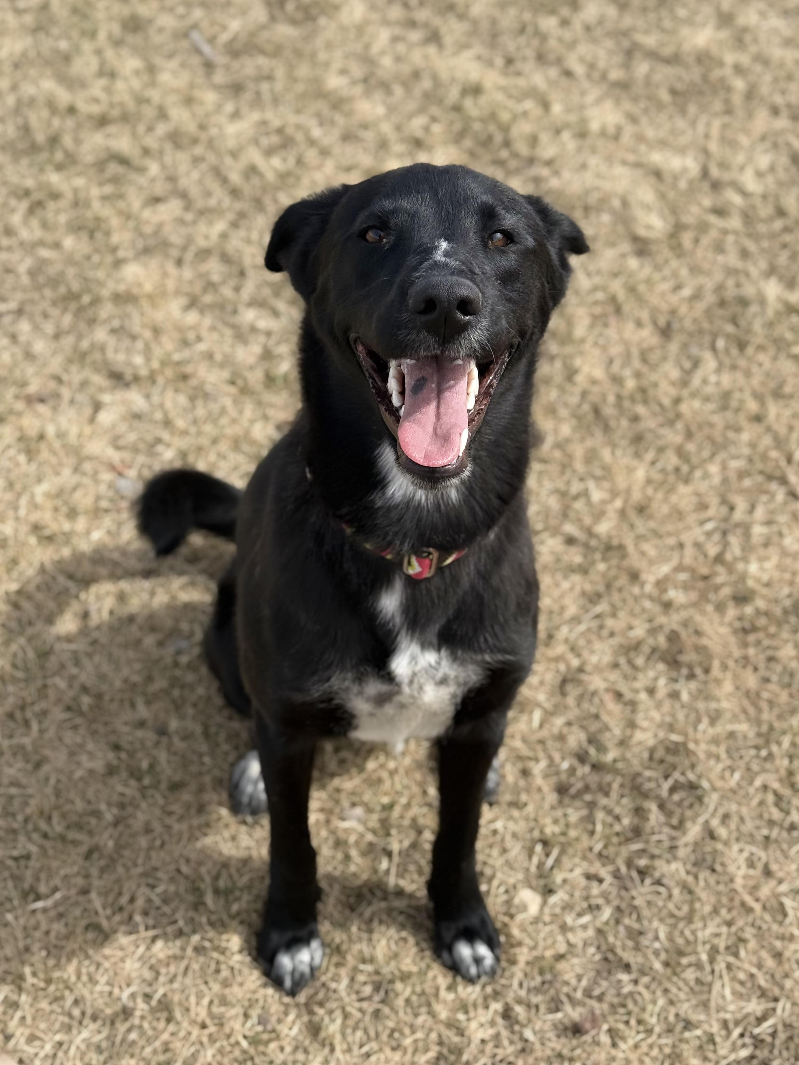 Enlarge Kiara, an adoptable mixed breed in Eagle, CO image 2/6