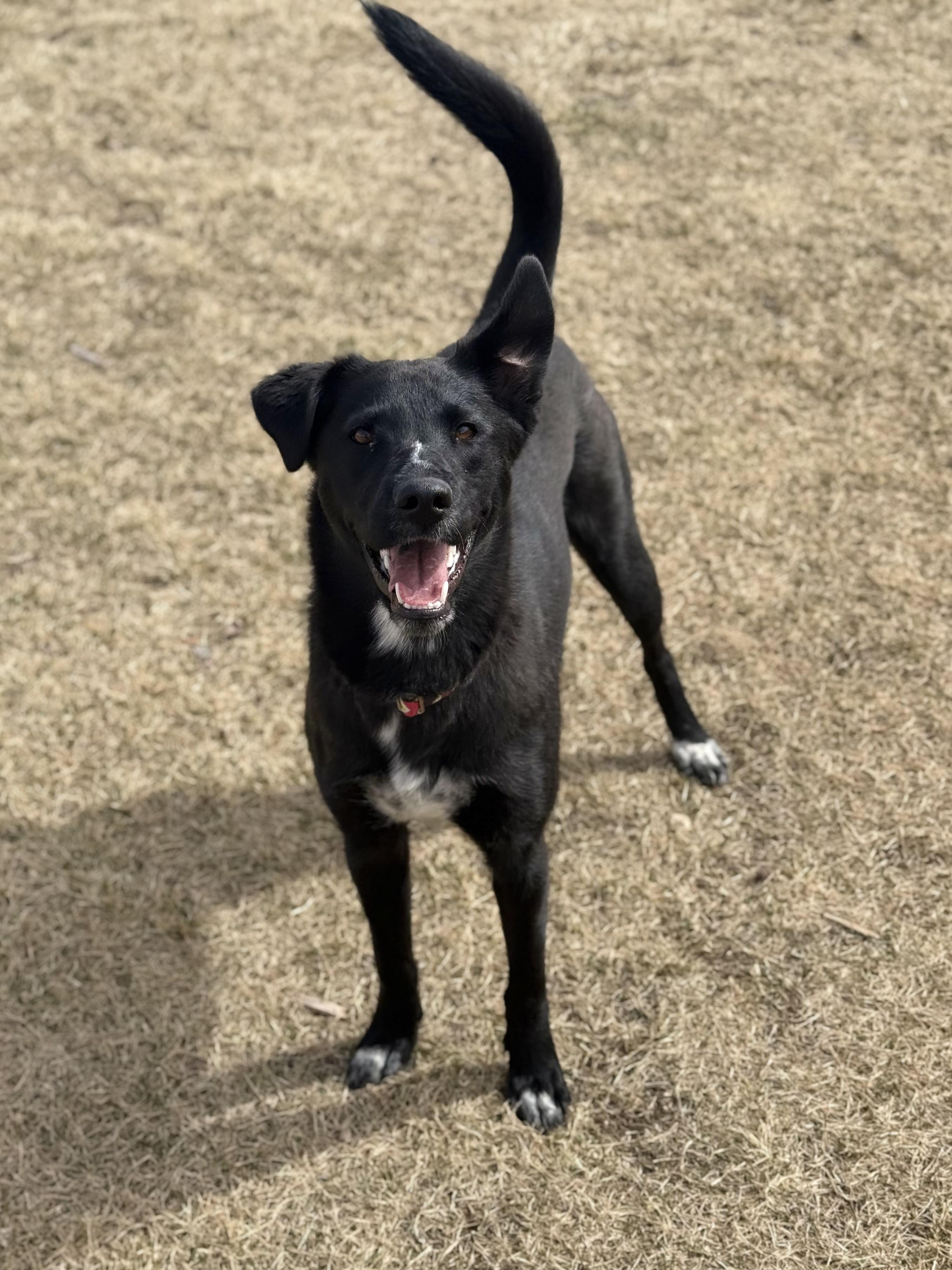 Enlarge Kiara, an adoptable mixed breed in Eagle, CO image 4/6