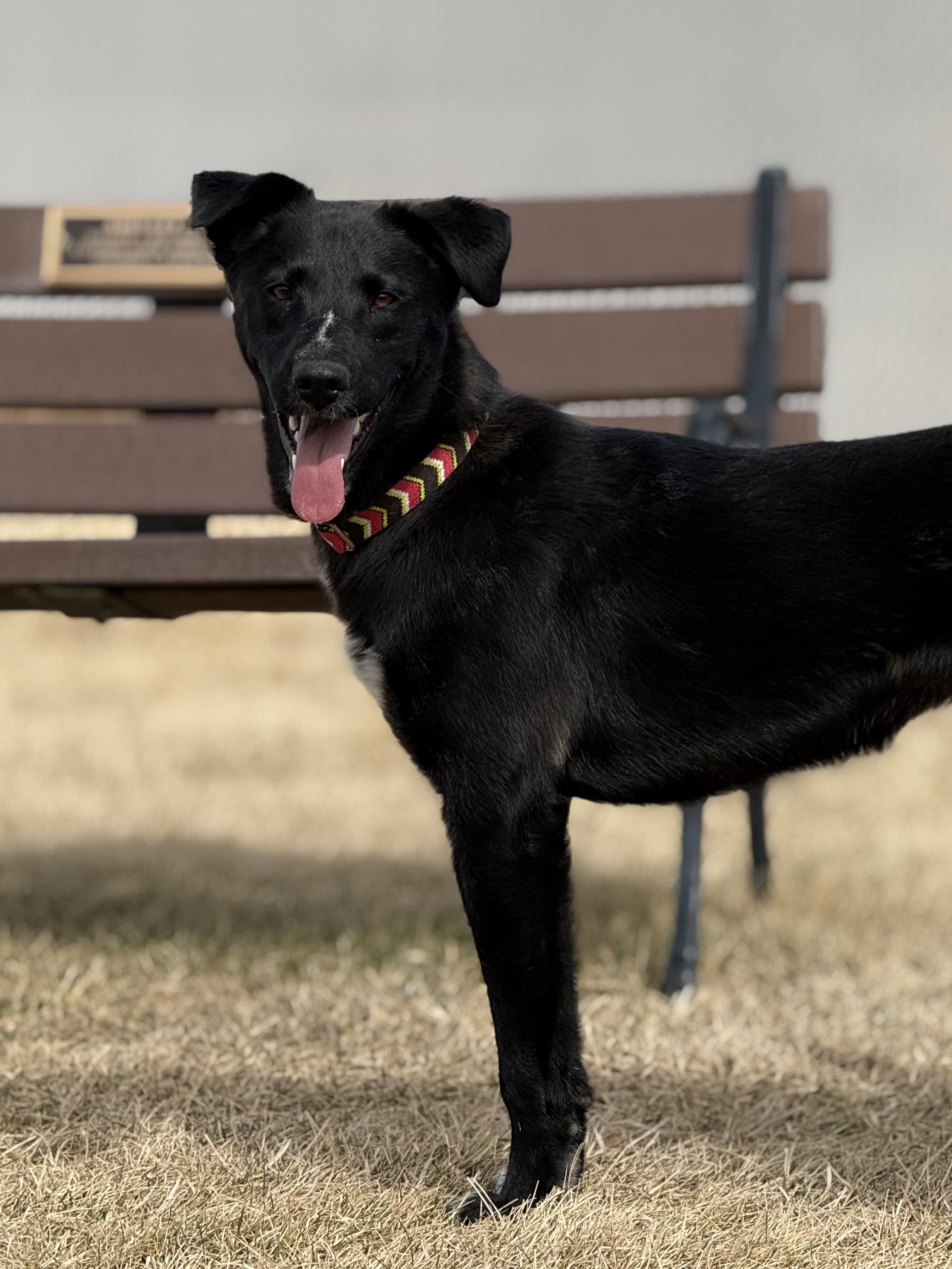 Enlarge Kiara, an adoptable mixed breed in Eagle, CO image 5/6