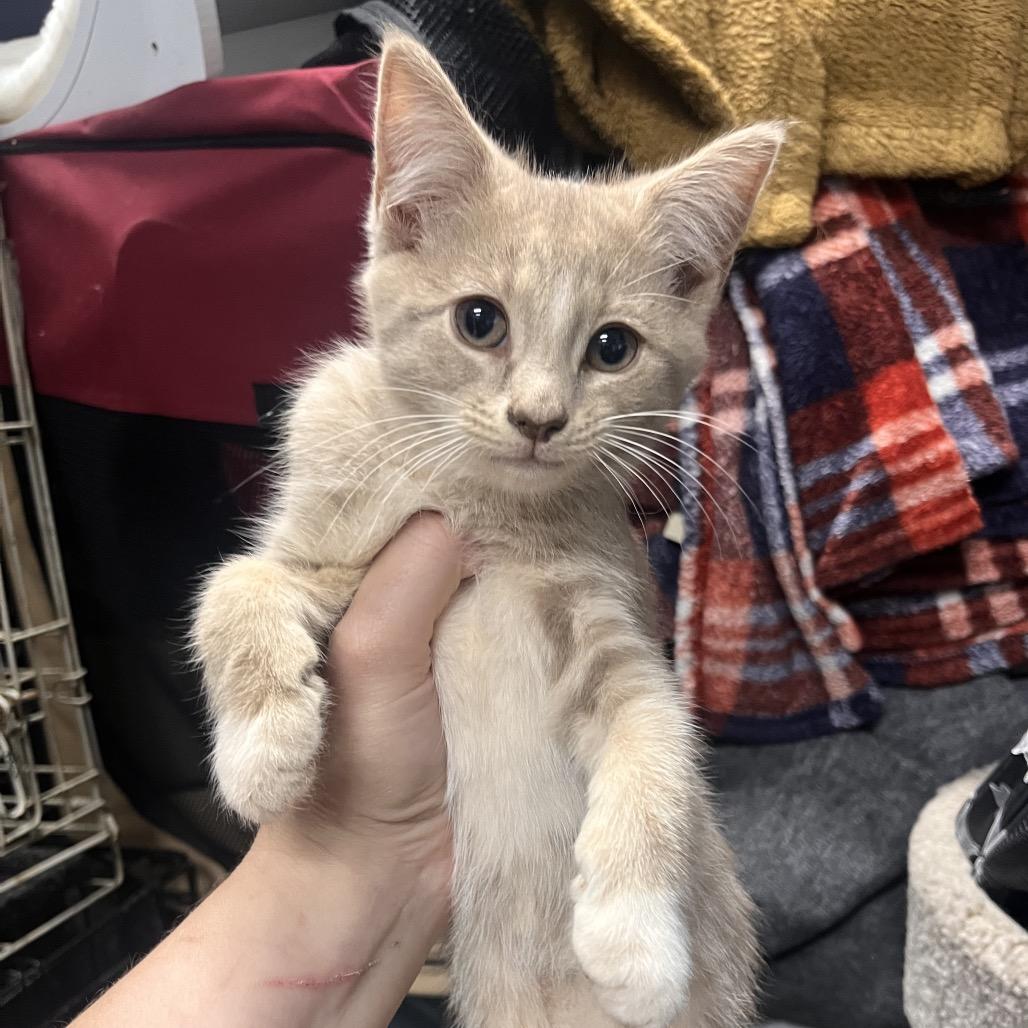 Cuddles, Adoptable, Young Female Domestic Short Hair.