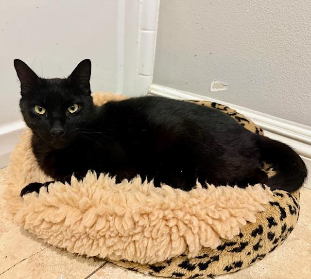 Ace, Adult Male Domestic Short Hair