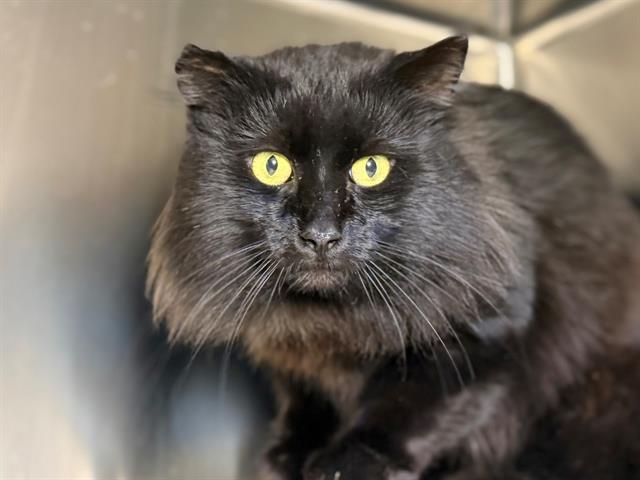 SIRIUS BLACK, Adoptable, Adult Male Domestic Long Hair.