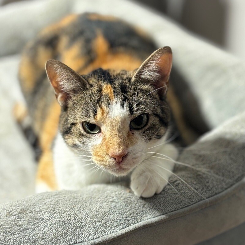 Cat for adoption Callie Belle, a Domestic Short Hair in Richmond, VA