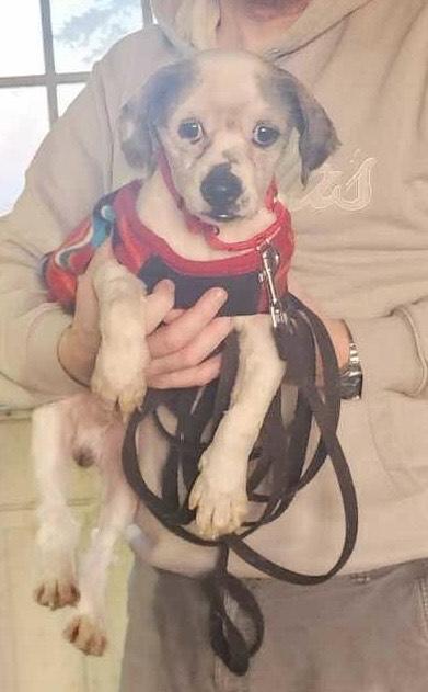 Sammy, a Adoptable Lhasa Apso in Toledo, OH image 3/3