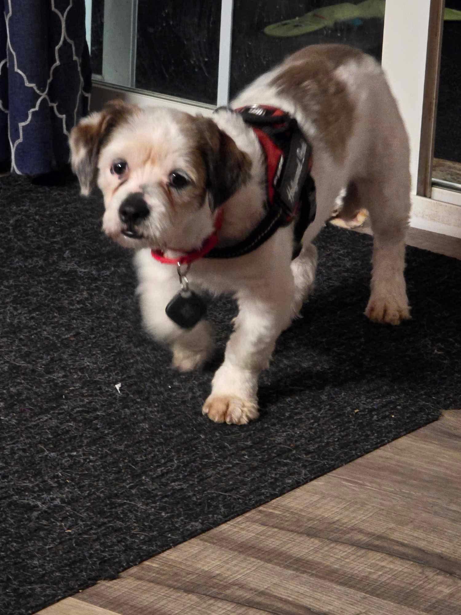 Sammy, a Adoptable Lhasa Apso in Toledo, OH image 2/3