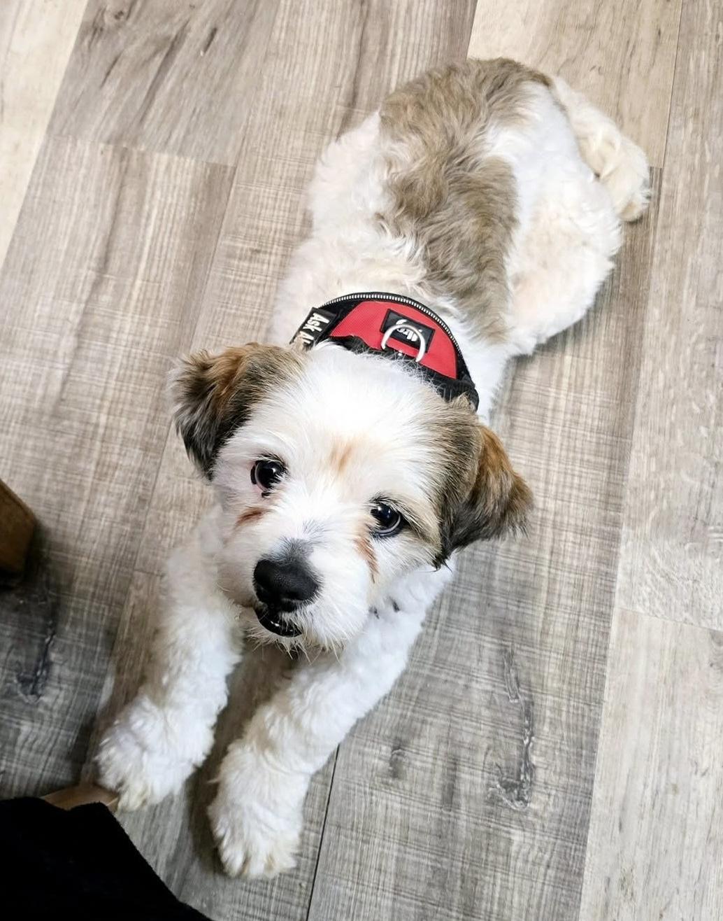 Sammy, a Adoptable Lhasa Apso in Toledo, OH image 1/3