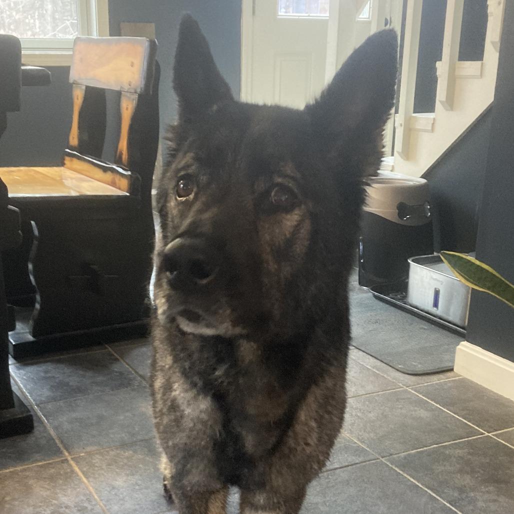 Roxie, Adoptable, Adult Female German Shepherd Dog.