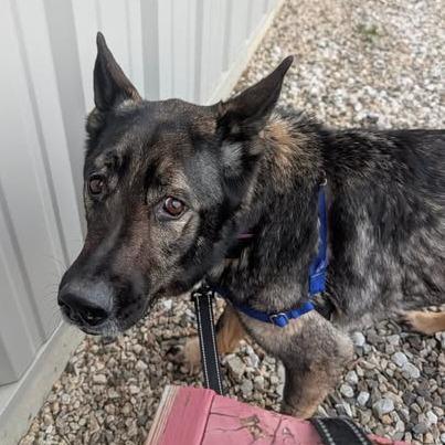 Enlarge Roxie, a Adoptable German Shepherd Dog in Dover, NH image 2/3