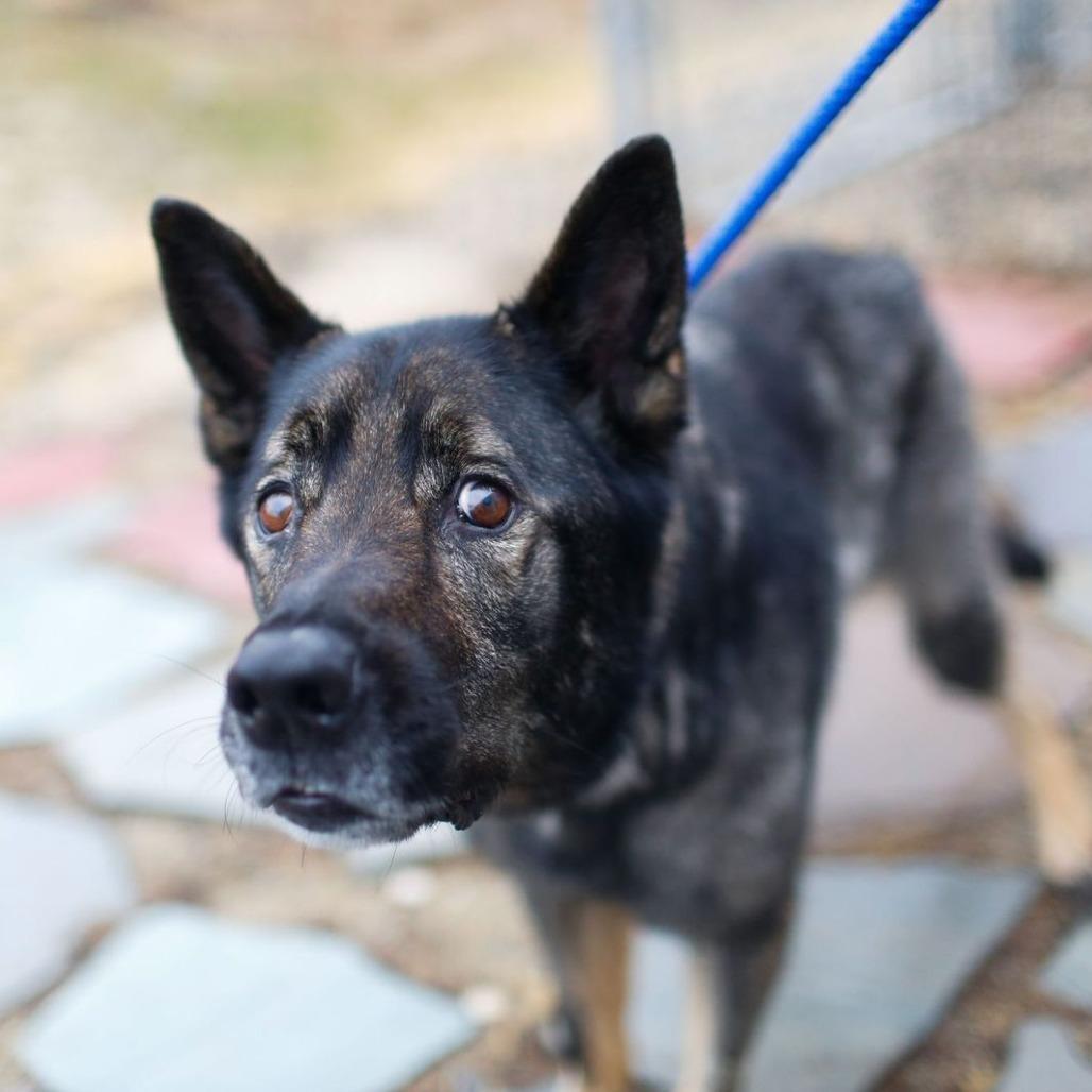 Enlarge Roxie, a Adoptable German Shepherd Dog in Dover, NH image 3/3