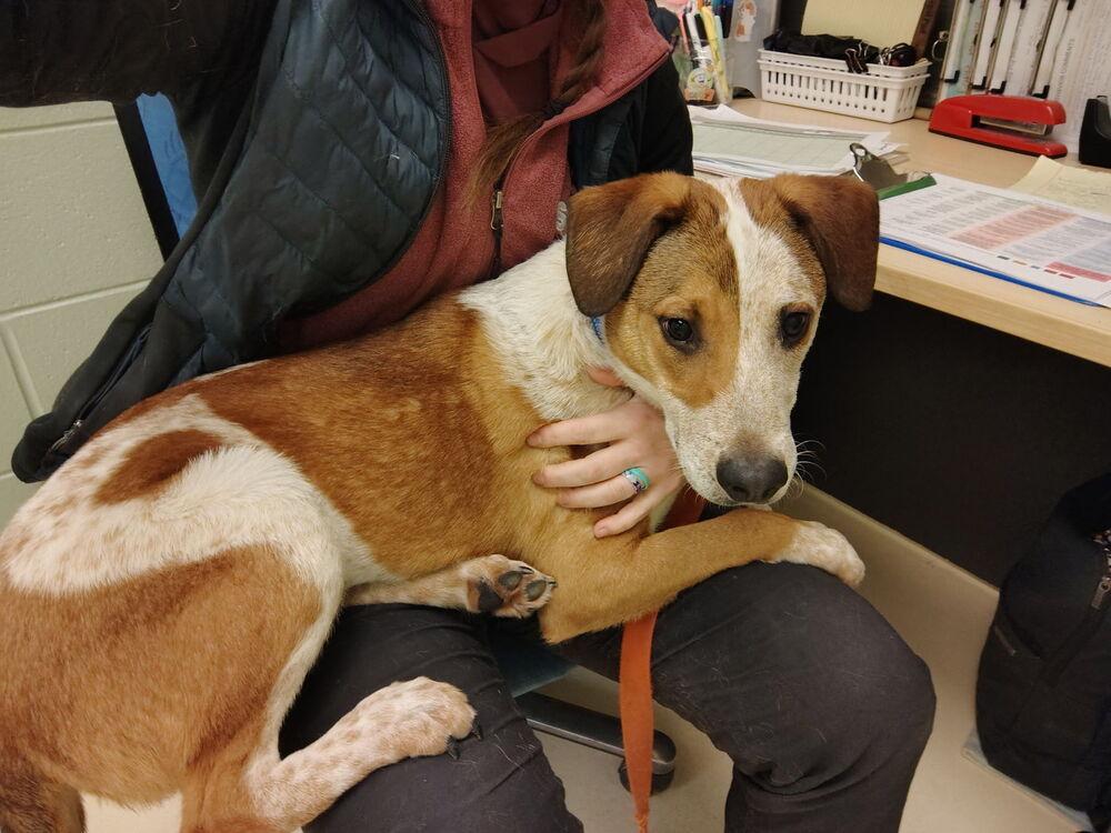 Harold, Adoptable, Young Male Australian Cattle Dog / Blue Heeler.