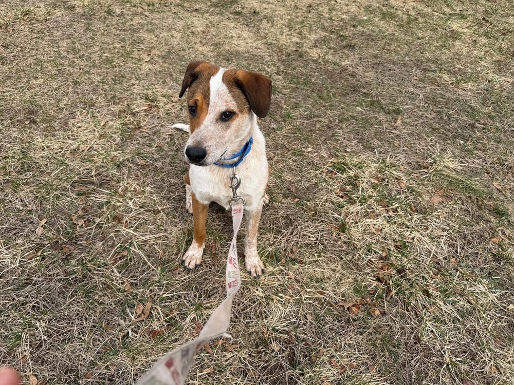Enlarge Harold, a Adoptable mixed breed in Kalamazoo, MI image 2/5