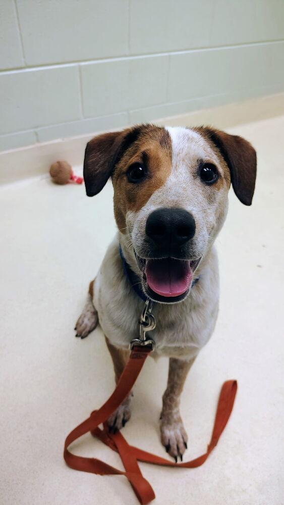 Enlarge Harold, a Adoptable mixed breed in Kalamazoo, MI image 3/5