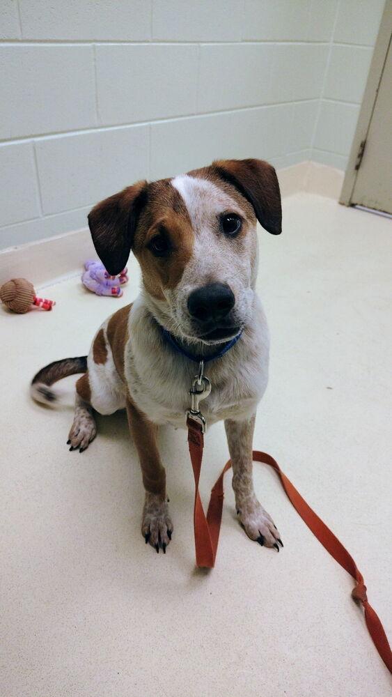 Enlarge Harold, a Adoptable mixed breed in Kalamazoo, MI image 4/5