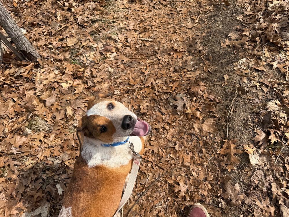 Enlarge Harold, a Adoptable mixed breed in Kalamazoo, MI image 5/5