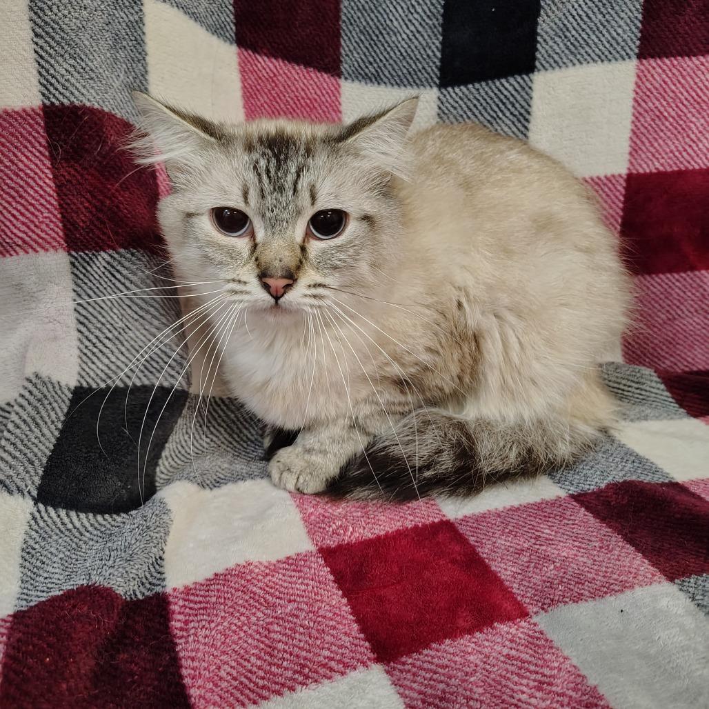 Squeaker, Adoptable, Adult Female Siamese.