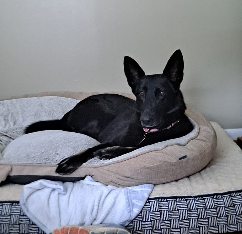 Nova, a Adoptable German Shepherd Dog in Darlington, MD image 4/4