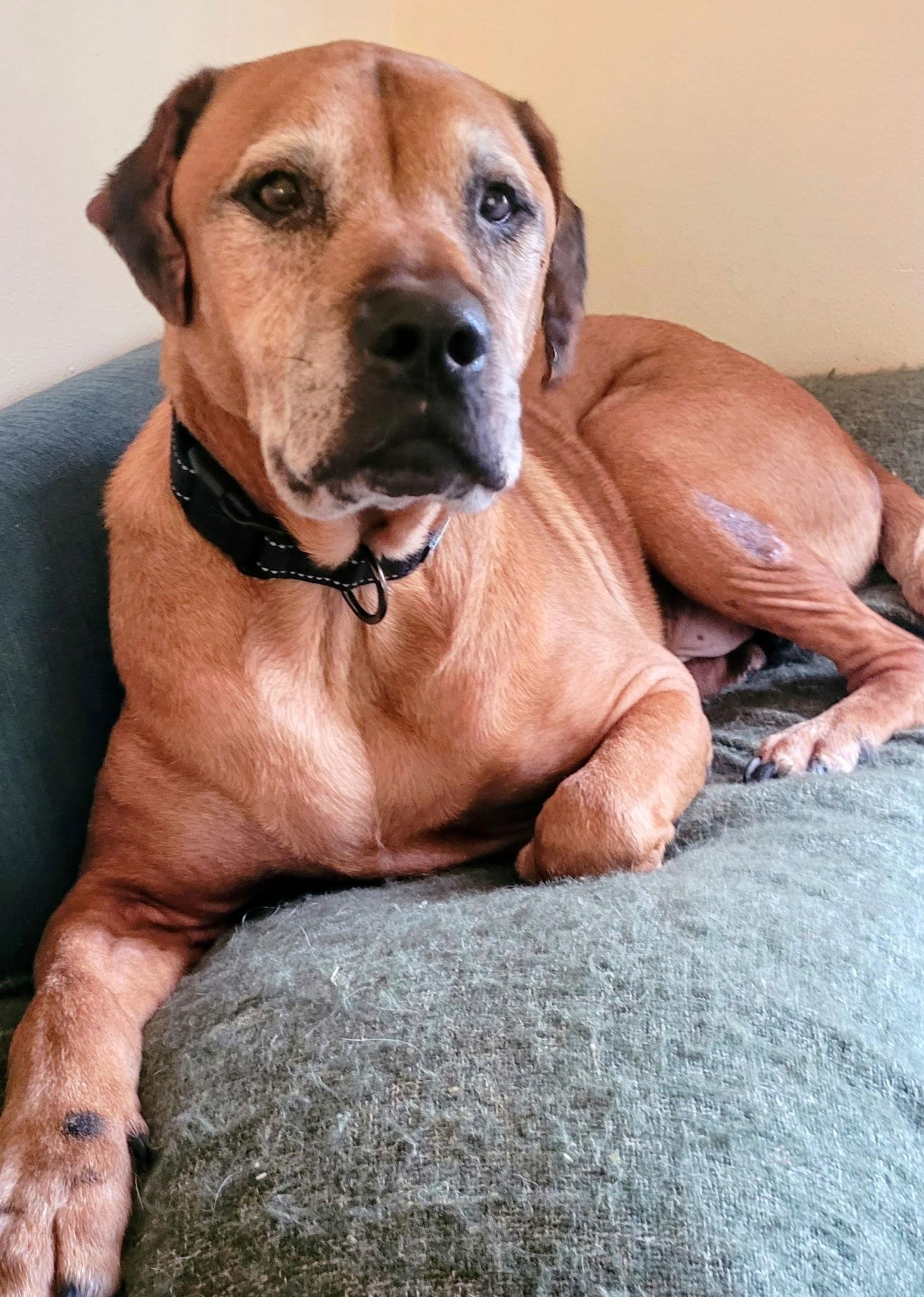 Morty, Adoptable, Young Male Labrador Retriever.