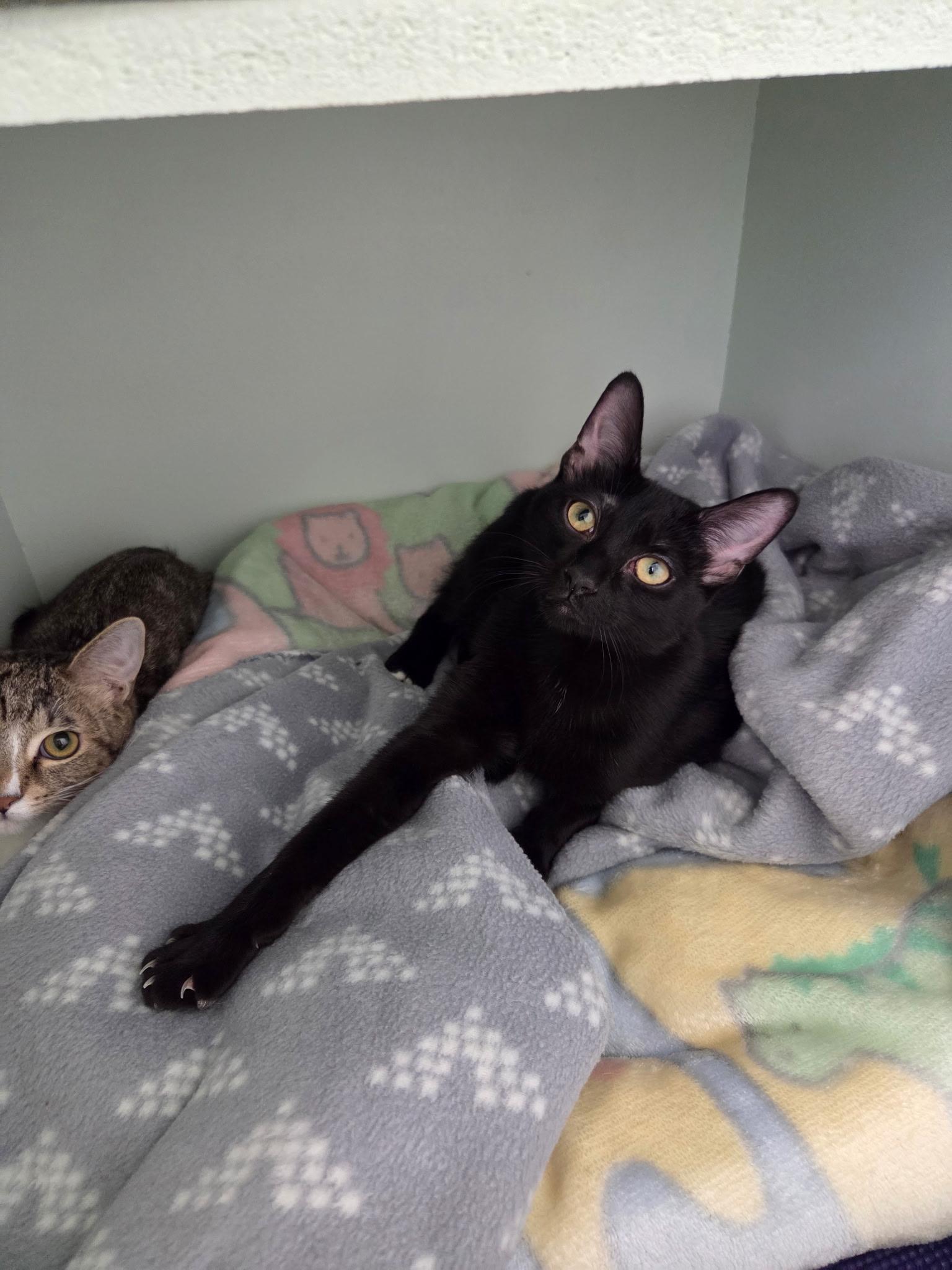 Kerrie, adopted, Young Female Domestic Short Hair.