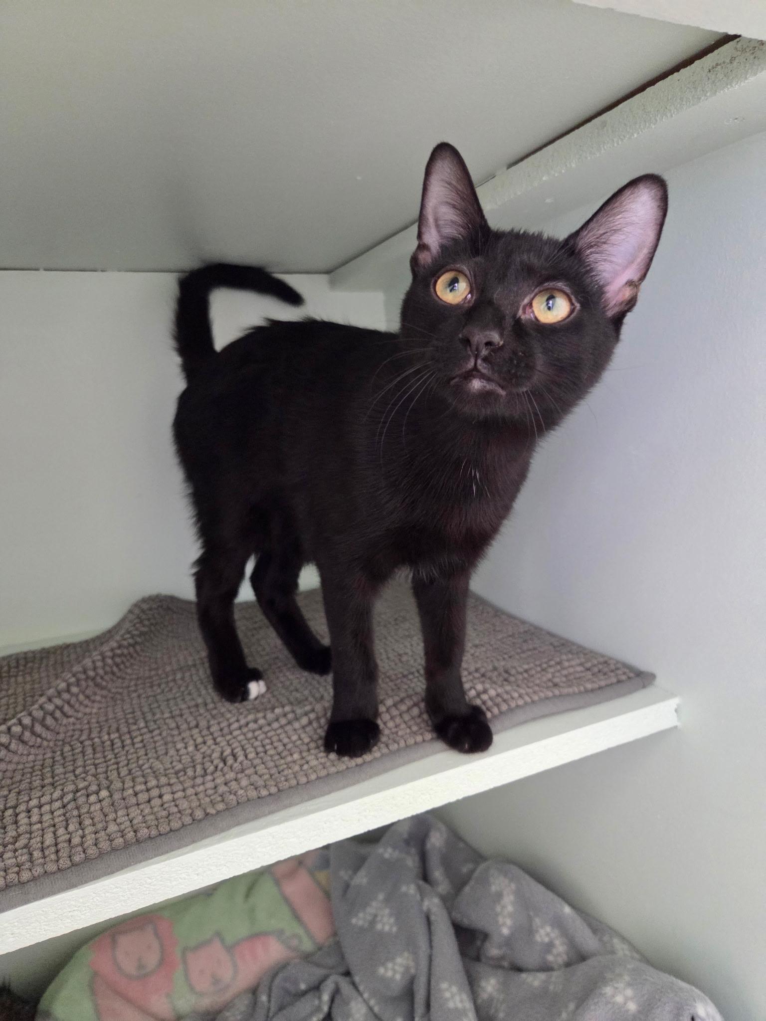 Kerrie, an adopted Domestic Short Hair in Grosse Ile, MI image 2/2