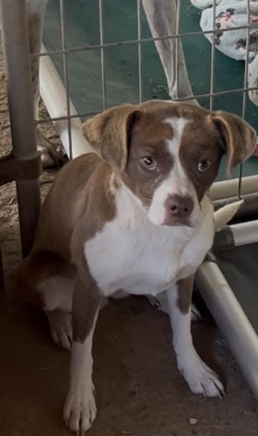 Charlie, a ADOPTABLE mixed breed in Carnegie, OK image 2/2