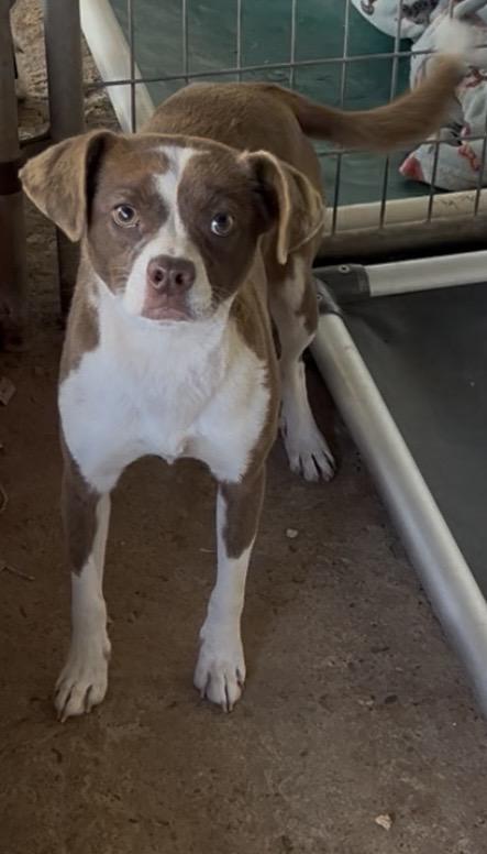 Charlie, a ADOPTABLE mixed breed in Carnegie, OK image 1/2