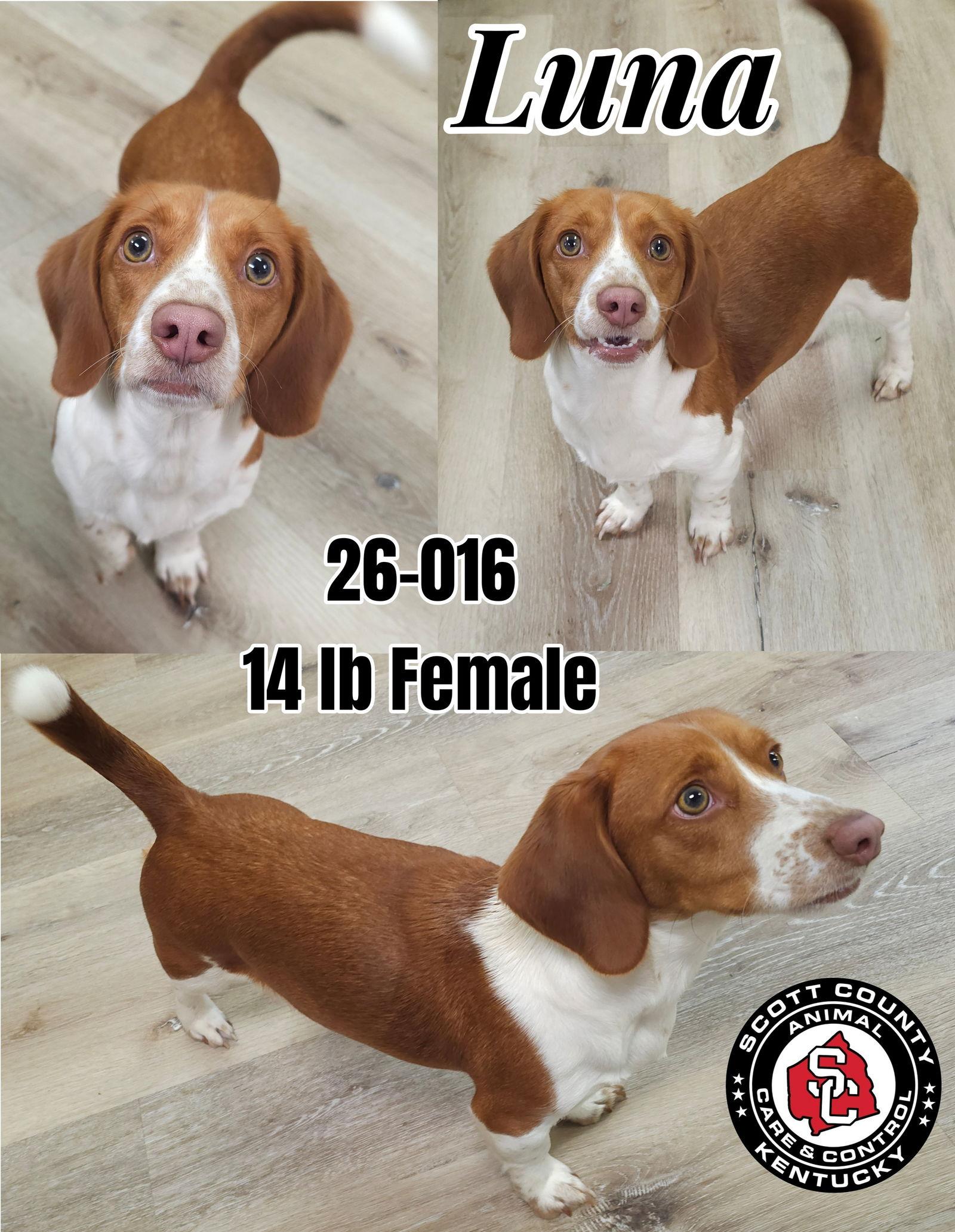 Luna, Adopted, Adult Female Beagle & Dachshund.