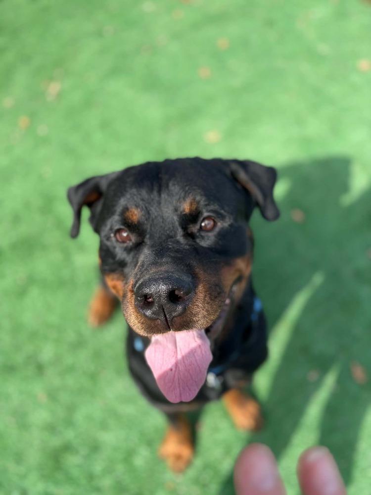 Enlarge Deacon, a Adoptable Rottweiler in harrison city, PA image 1/3
