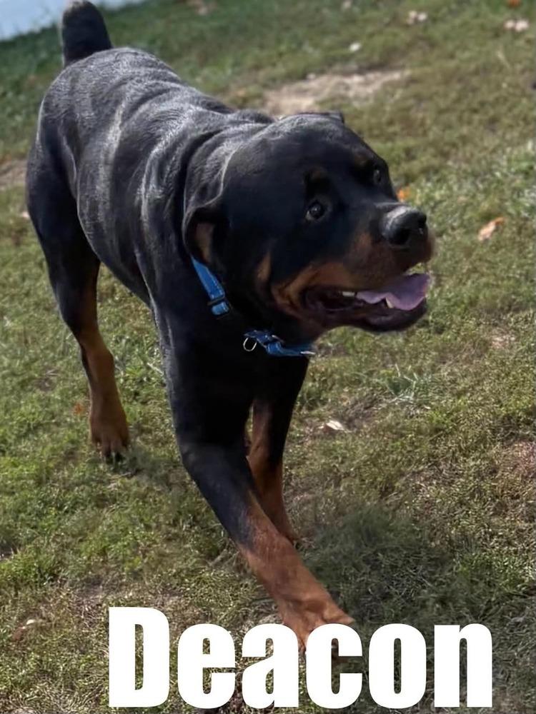 Enlarge Deacon, a Adoptable Rottweiler in harrison city, PA image 2/3